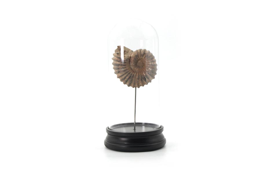 Conch Dome, Brown, Ø14.5x30cm, F52